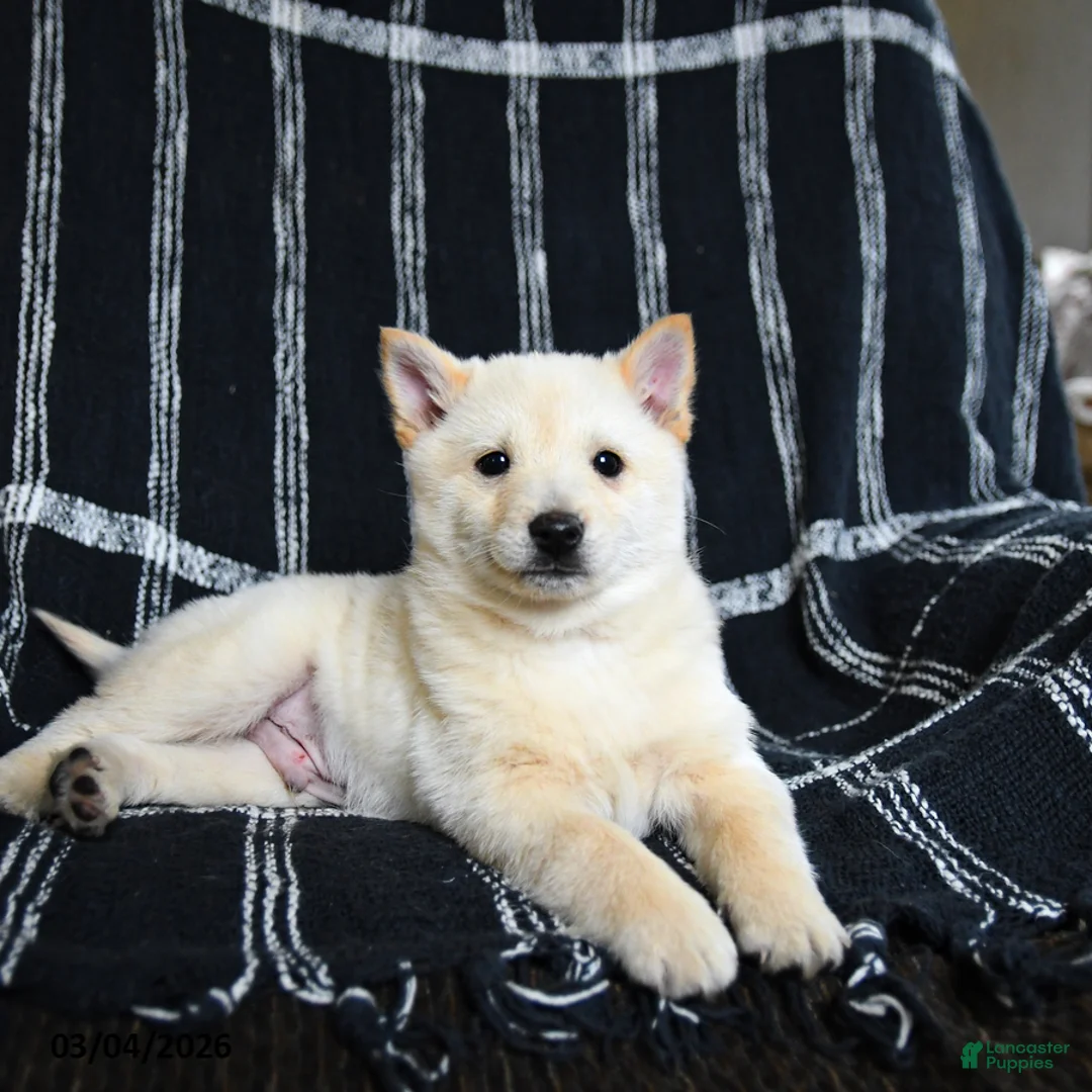 Schipperke dogs for sale: Flicker - Ad 2