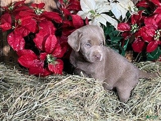 Labrador Retriever dogs Silver Labrador Retriever 8 - Ad 5