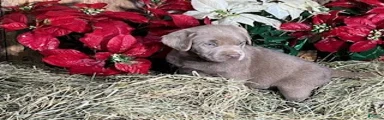 Silver Labrador Retriever 8