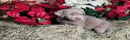 Labrador Retriever dogs for sale: Silver Labrador Retriever 8 - Ad 1