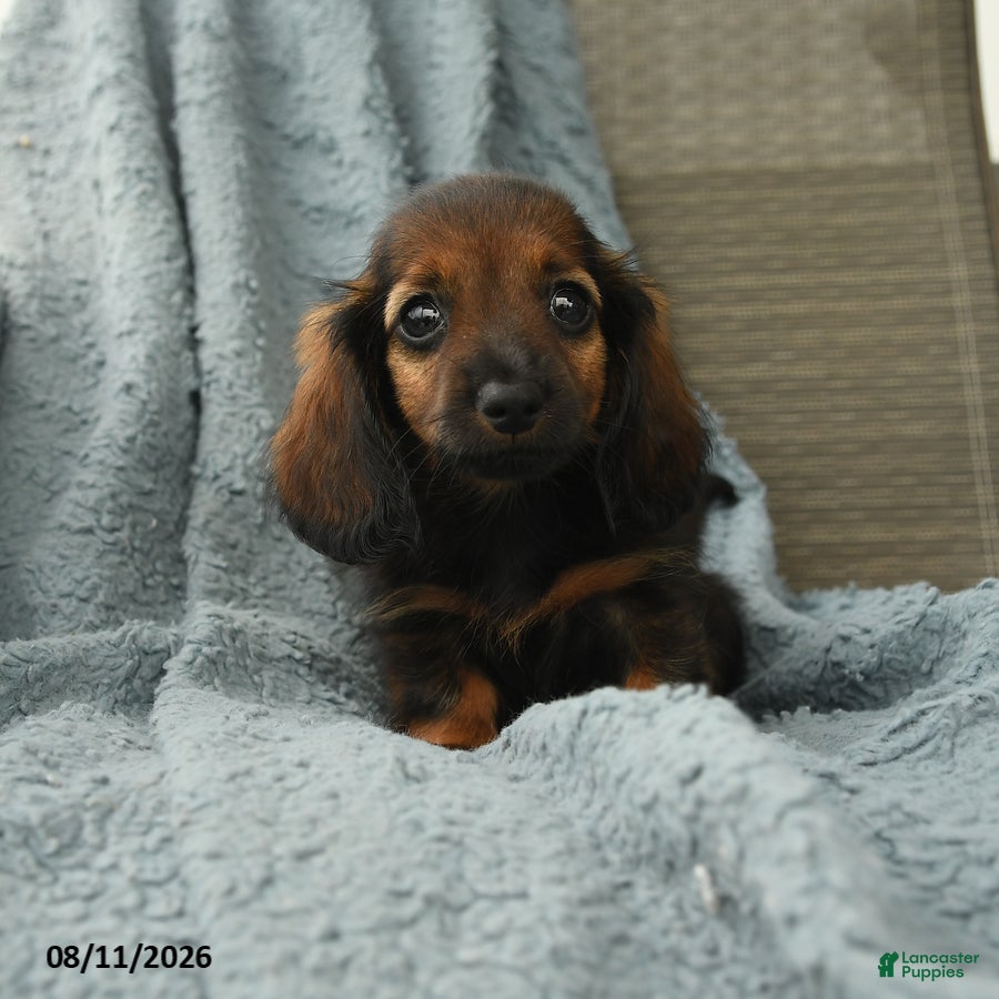 Dachshund dogs Rob   - Ad 1