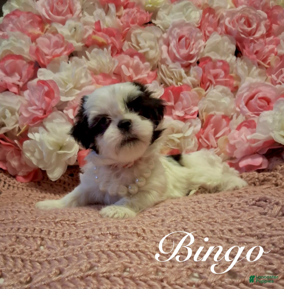 Shih Tzu dogs for sale: Bingo - Ad 1
