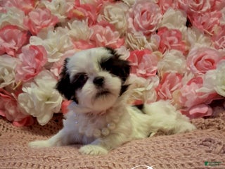 Shih Tzu dogs Bingo - Ad 9