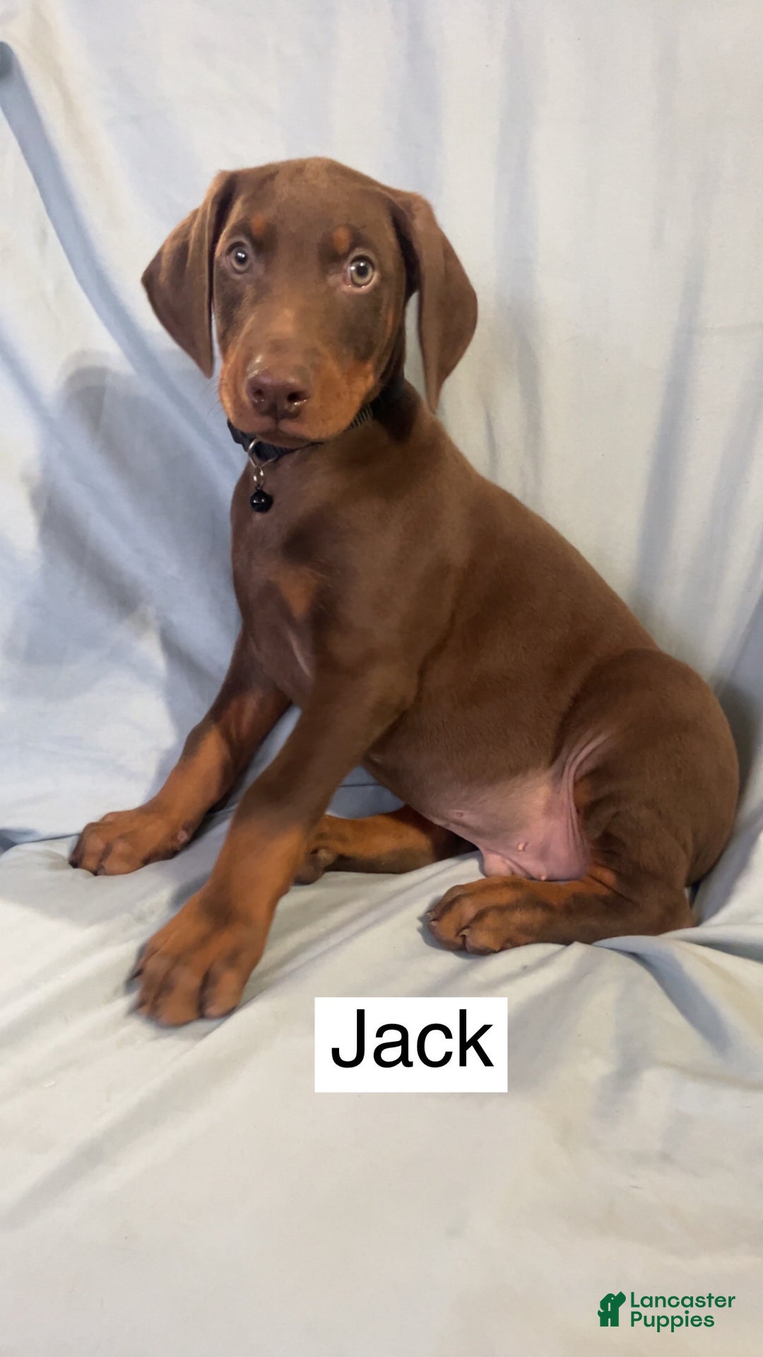 Doberman Pinscher dogs for sale: Castiel - Ad 8