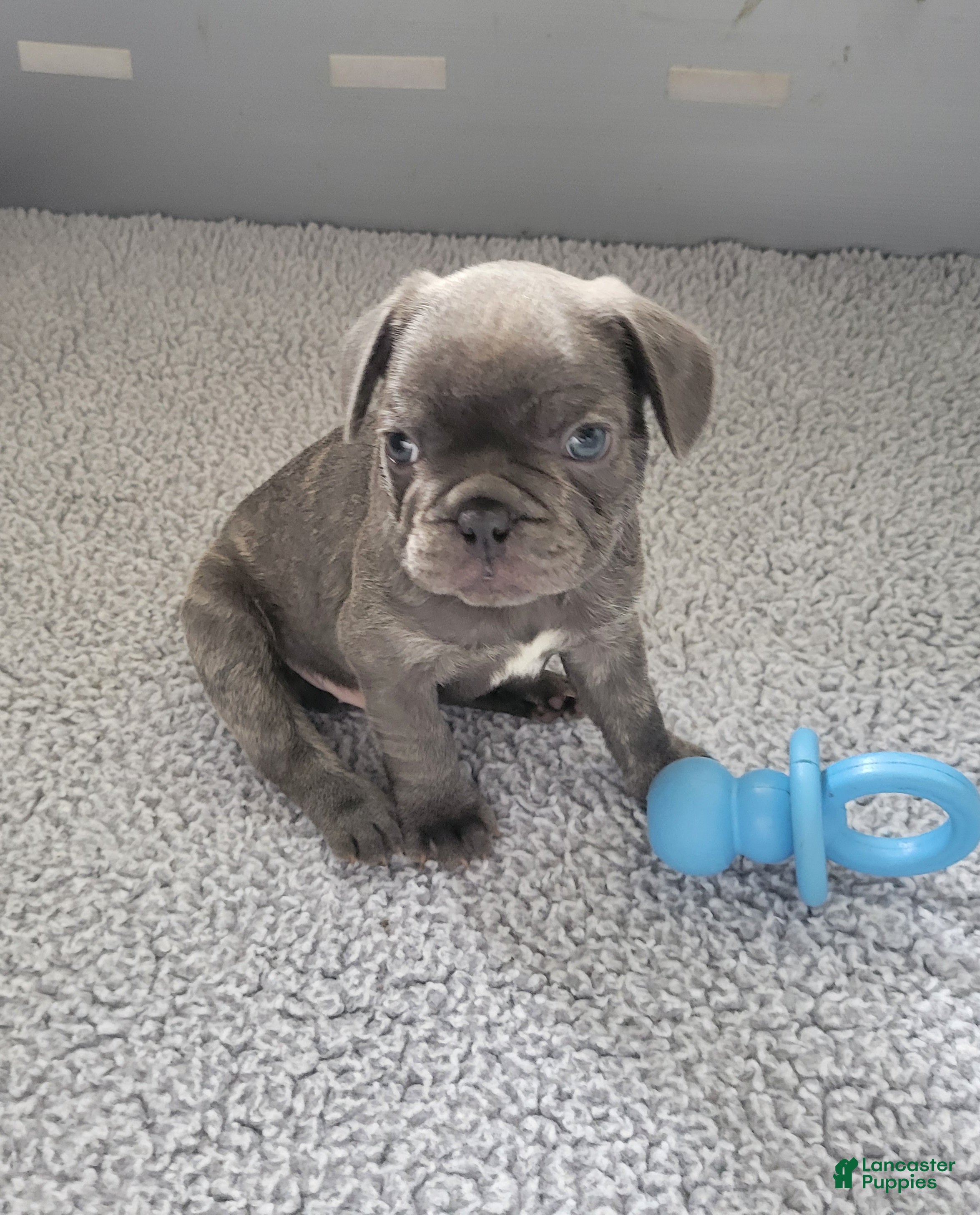 French Bulldog dogs James - Ad 1