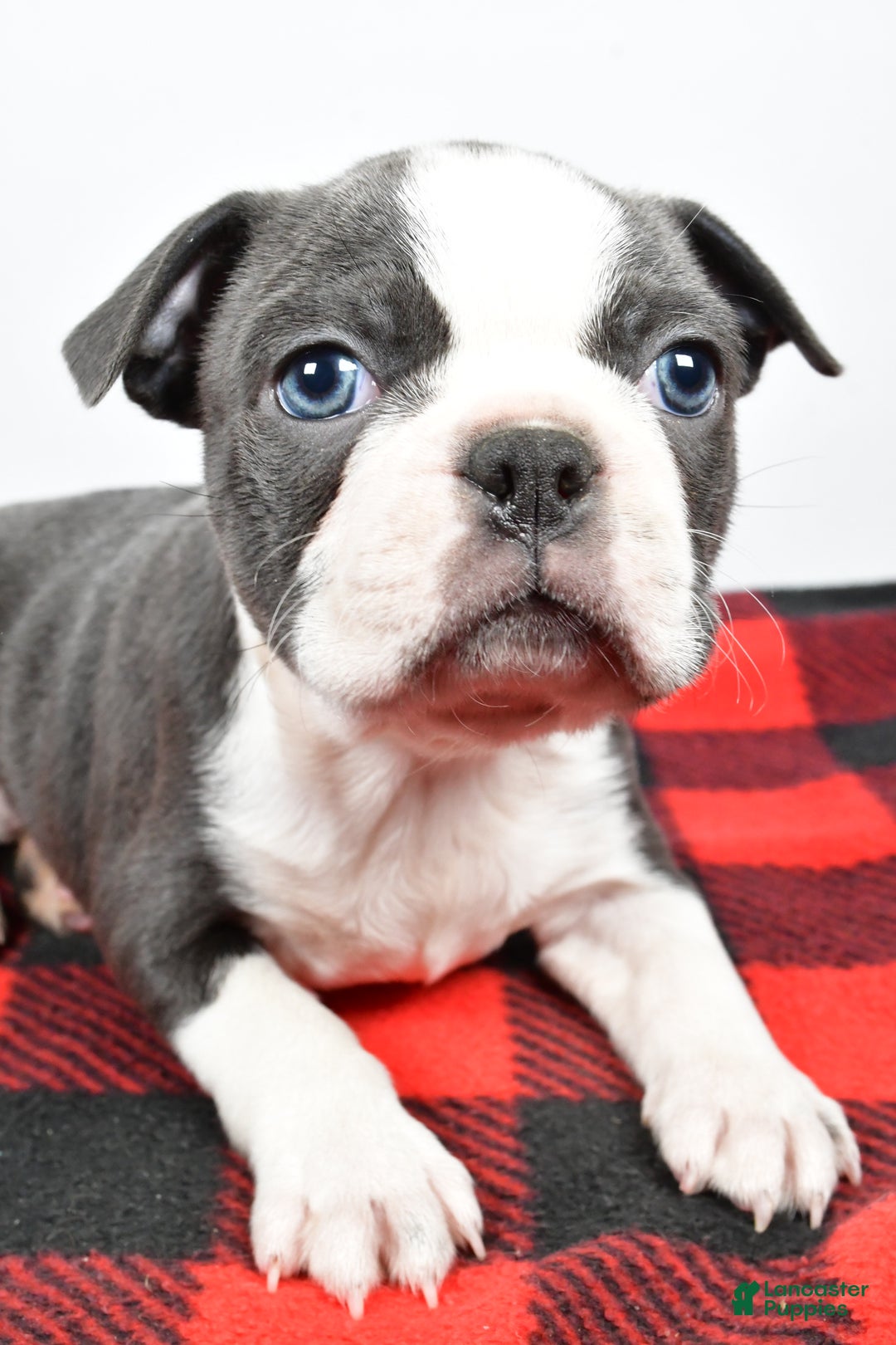Boston Terrier dogs for sale: Chloe - Ad 9