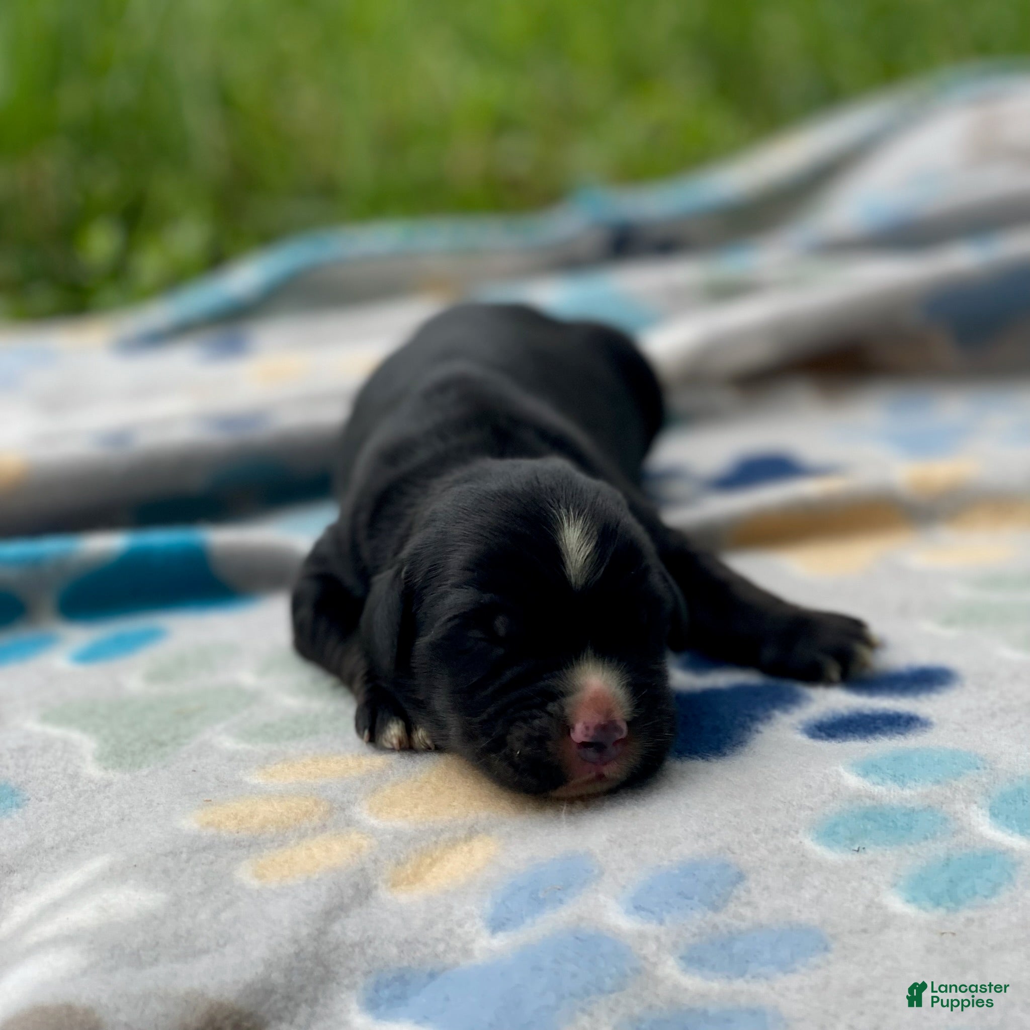 Mixed Breed dogs Willow - Ad 2