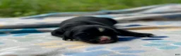 Mixed Breed dogs for sale: Willow - Ad 2