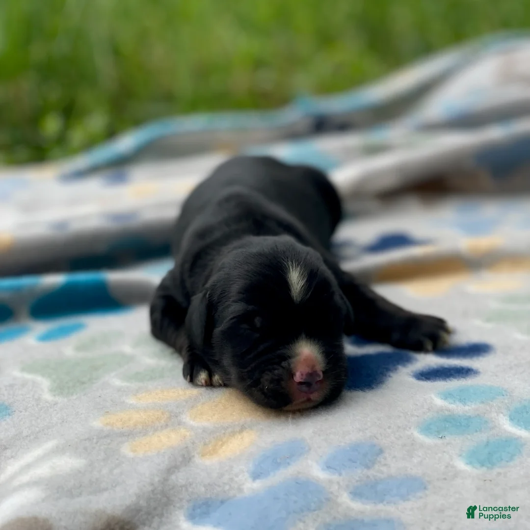Mixed Breed dogs for sale: Willow - Ad 2