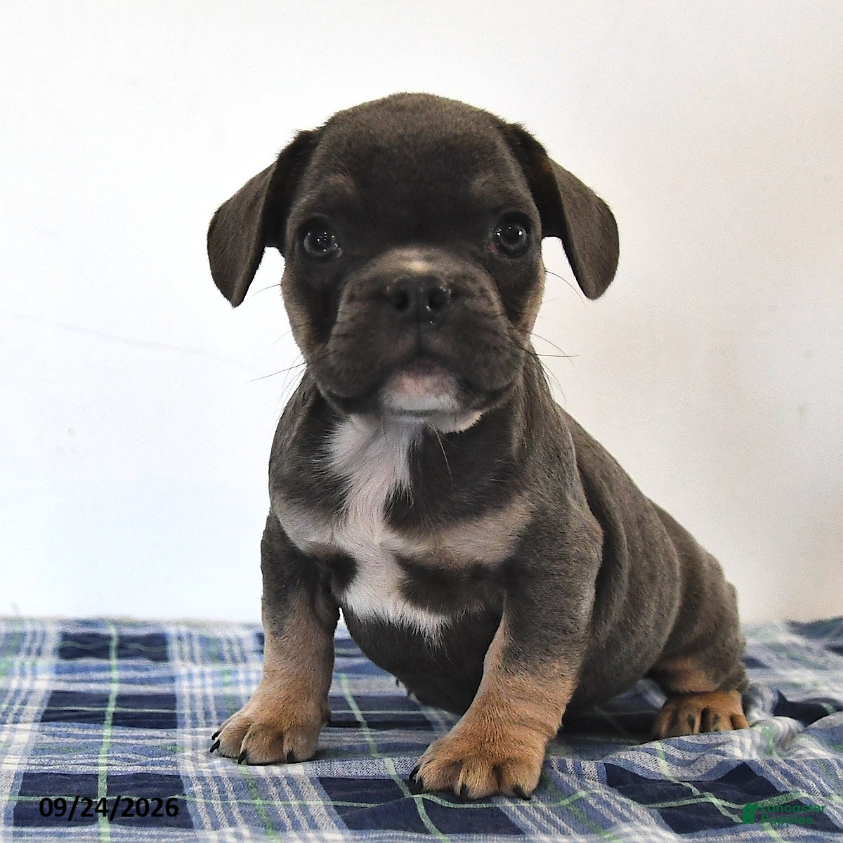 Mixed Breed dogs Levi - Ad 2