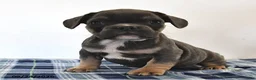 Mixed Breed dogs for sale: Levi - Ad 2