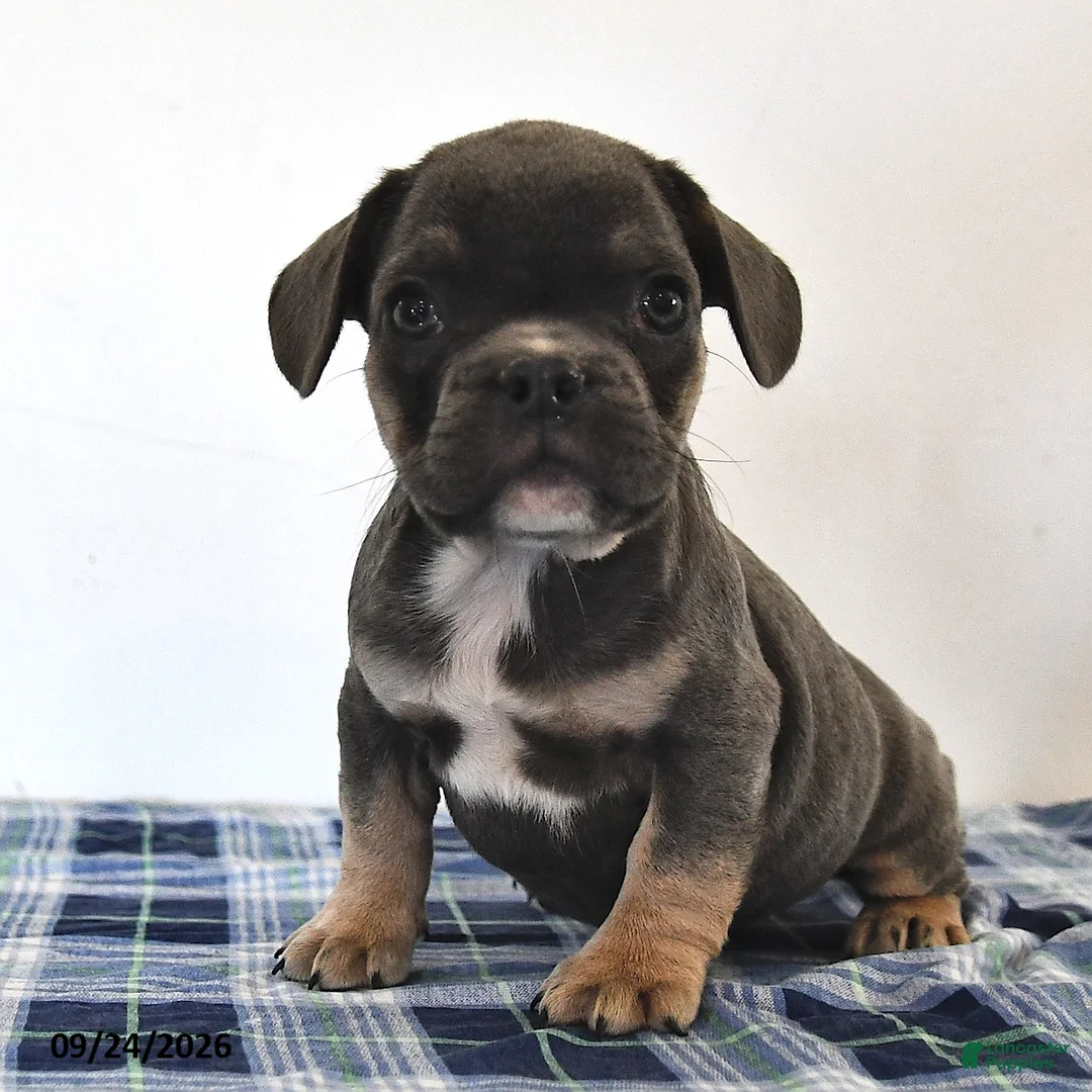 Mixed Breed dogs for sale: Levi - Ad 2