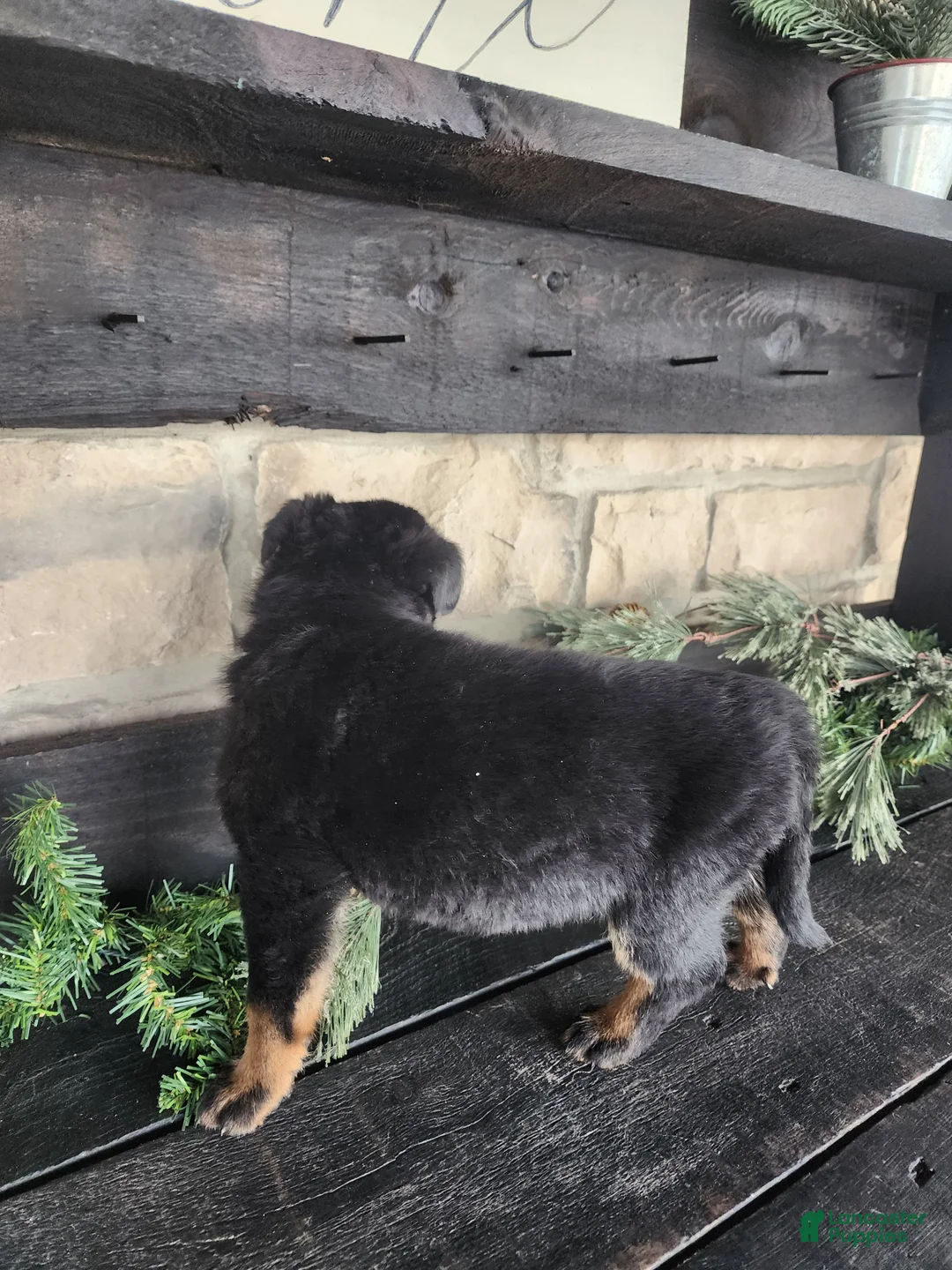 Mixed Breed dogs for sale: Rhonda  - Ad 7