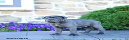 Cane Corso dogs for sale: Buck - Ad 3