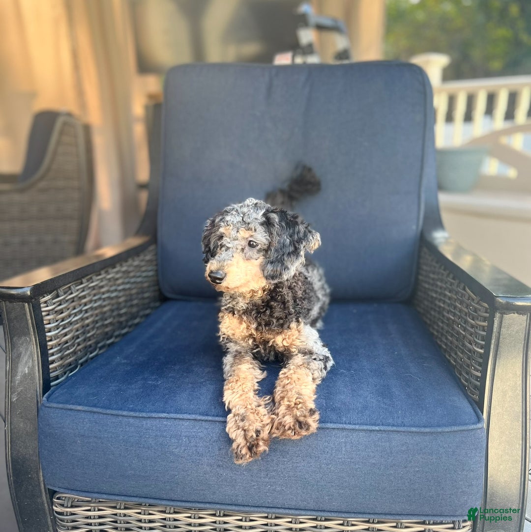 Mini Goldendoodle dogs for sale: Finn - Ad 8