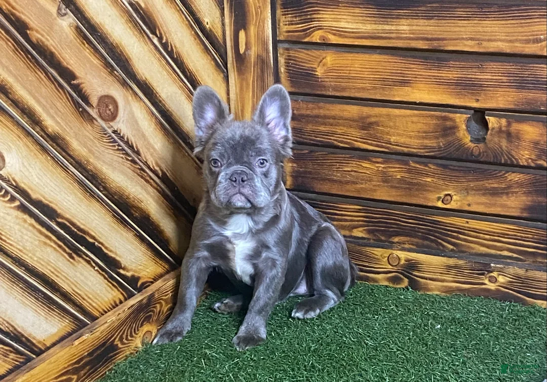 French Bulldog dogs for sale: Caste - Ad 3