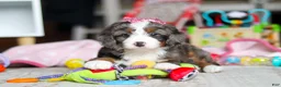 Mini Bernedoodle dogs for sale: Cali - Ad 7
