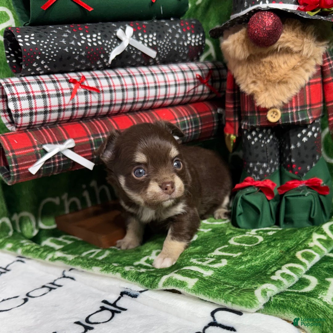 Chihuahua dogs for sale: Callie Chocolate LC - Ad 2