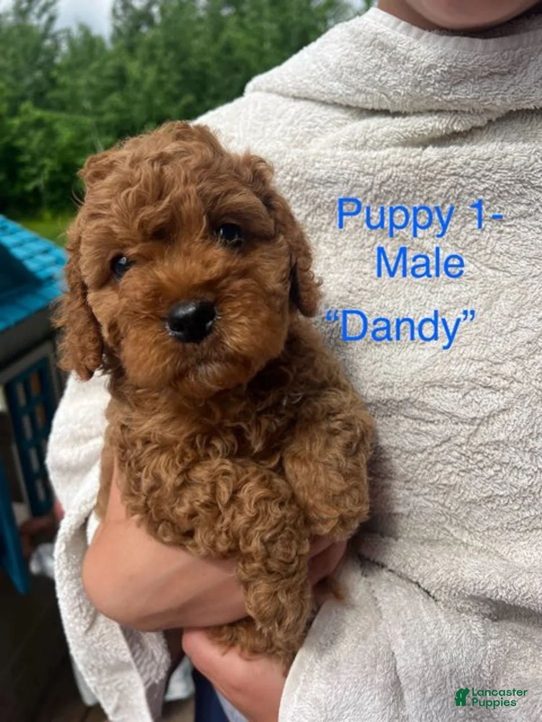 Cavapoo dogs for sale: Dandy - Ad 3