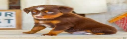 Miniature Australian Shepherd dogs for sale: Baxter - Ad 2