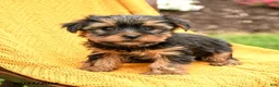 Yorkshire Terrier dogs for sale: Bonnie - Ad 3