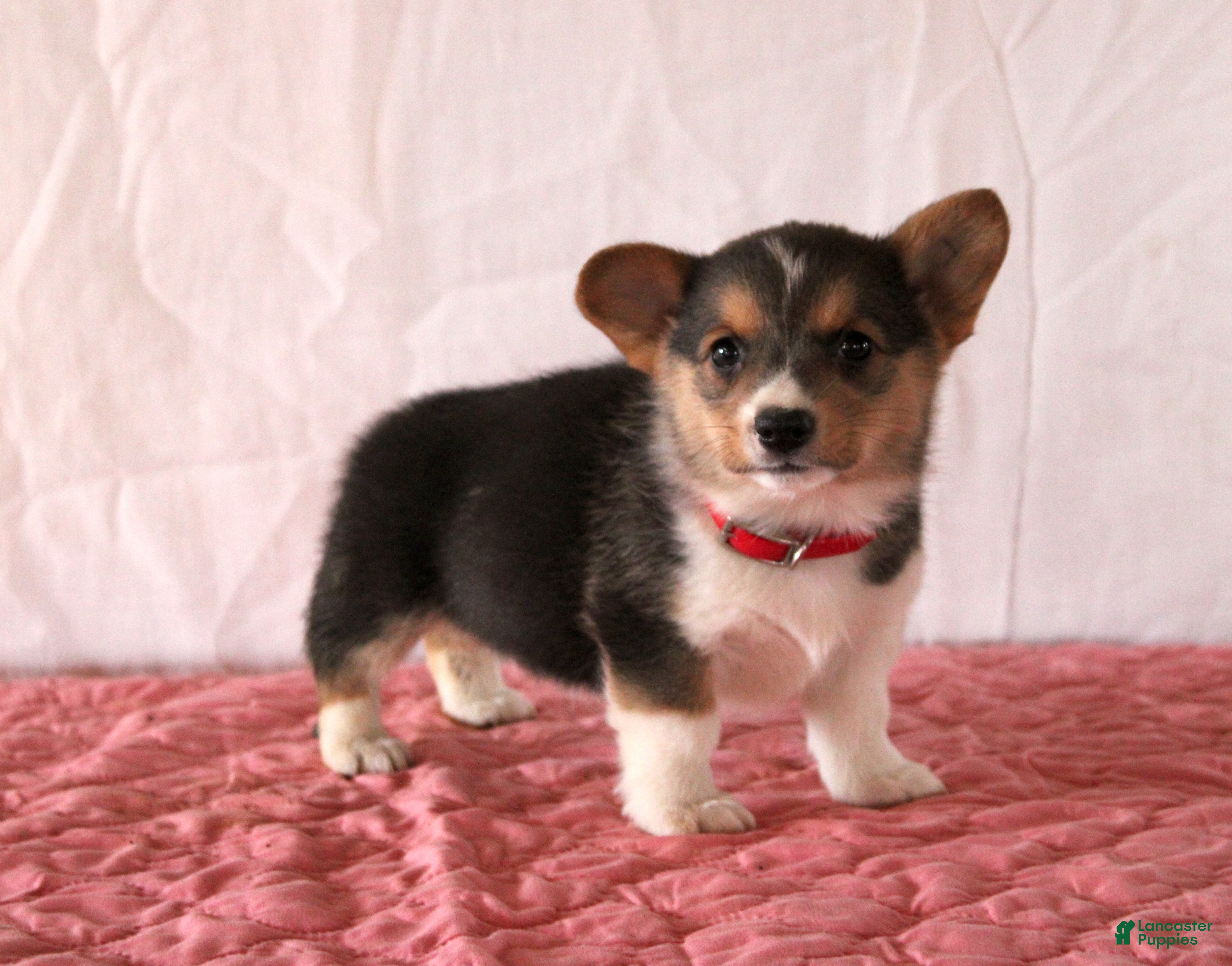 Welsh Corgi Pembroke dogs Layla - Ad 2