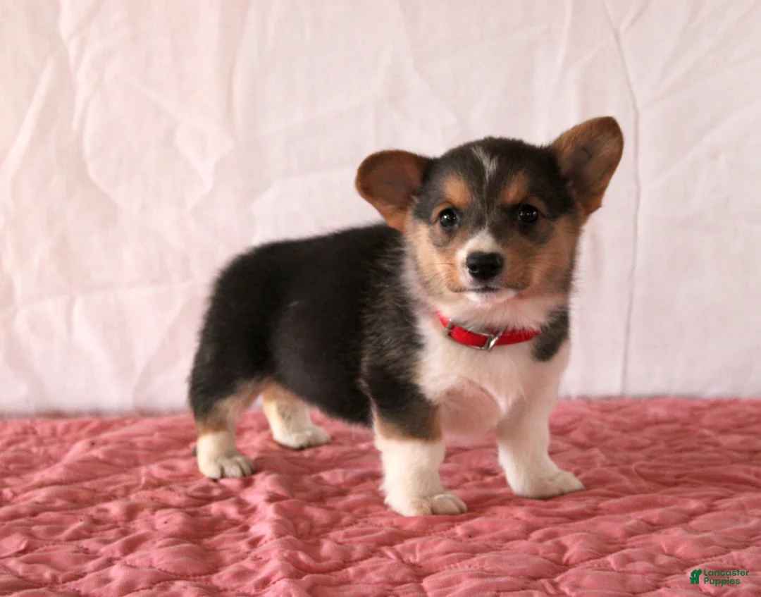Welsh Corgi Pembroke dogs for sale: Layla - Ad 2