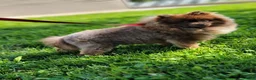 Pomeranian dogs for sale: Nano - Ad 6