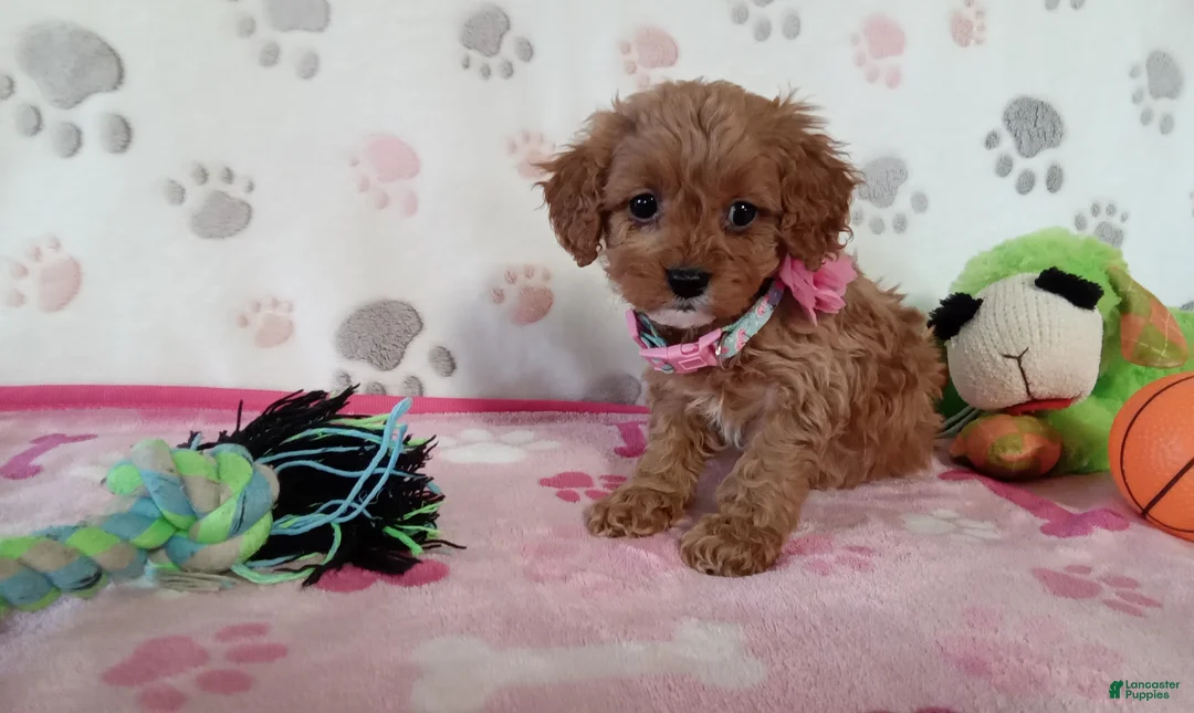Cavapoo dogs for sale: Vicky  - Ad 1