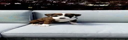 Boxer dogs for sale: Piper - Ad 1