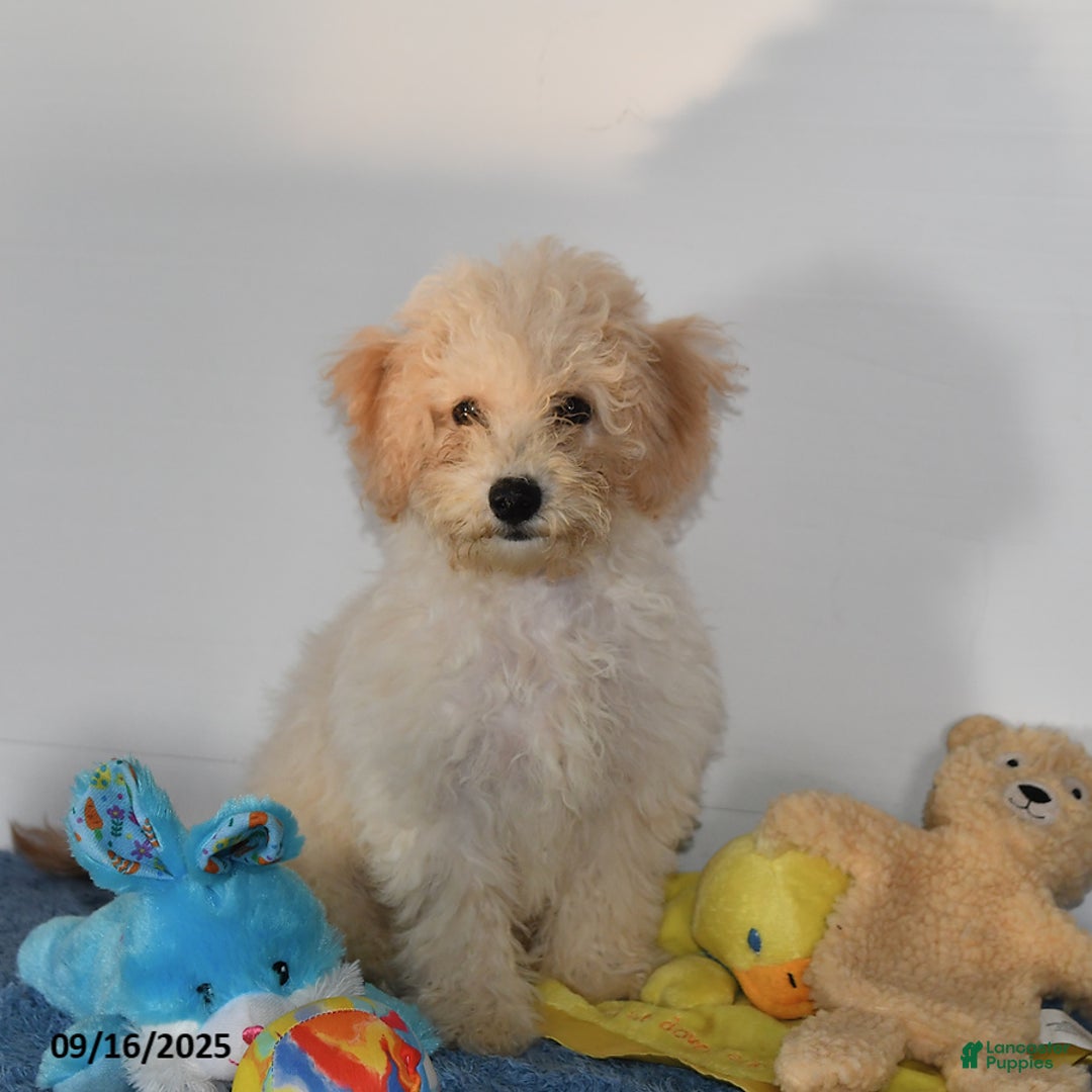 Bichpoo dogs for sale: Cinderella - Ad 16