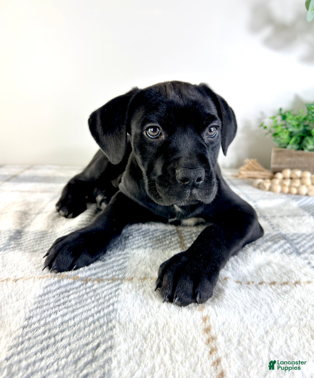 Cane Corso dogs for sale: Reign - Ad 5