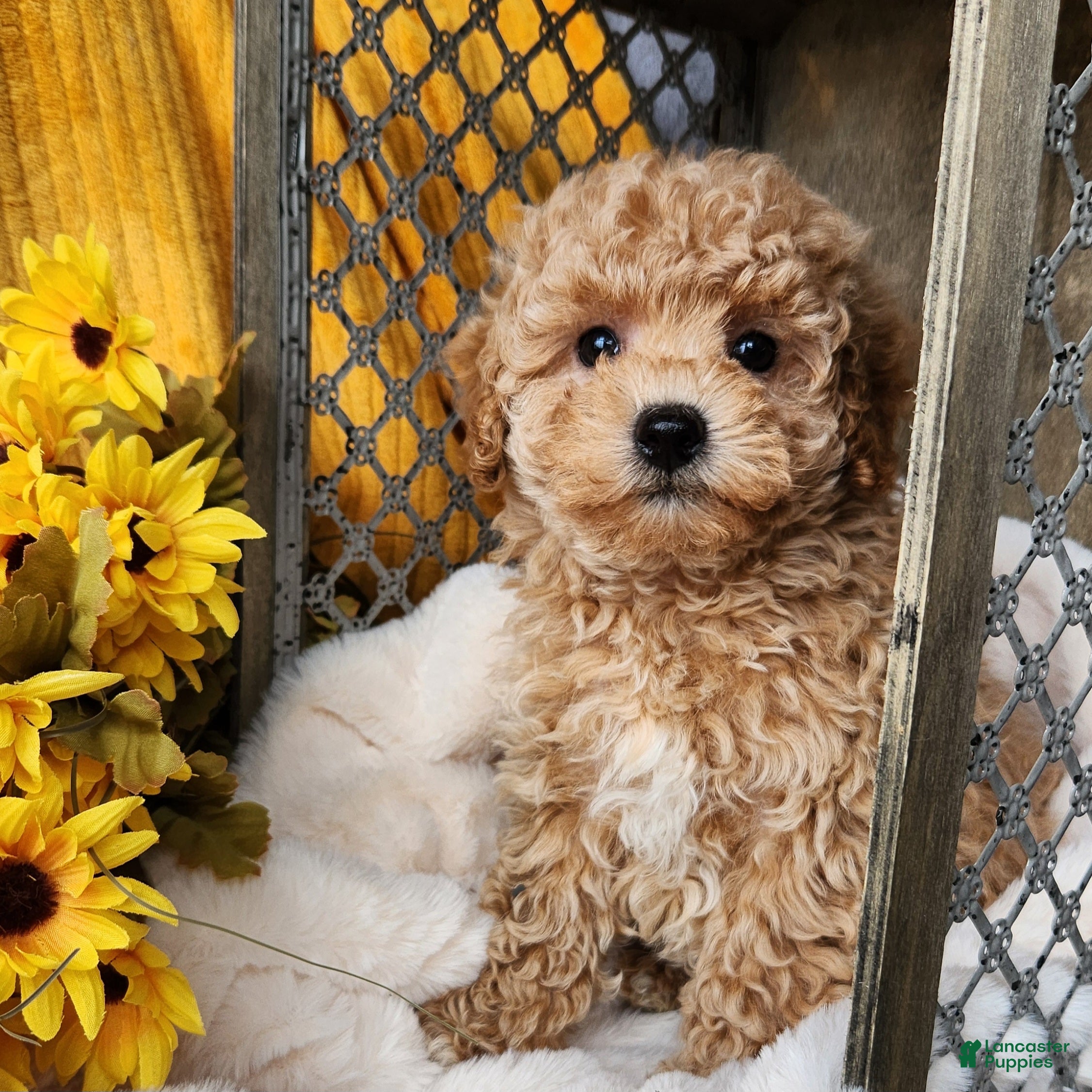 Toy Poodle dogs Cleo - Ad 7