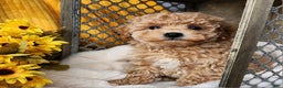 Toy Poodle dogs for sale: Cleo - Ad 1