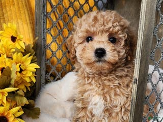 Toy Poodle dogs Cleo - Ad 7