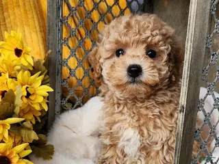 Toy Poodle dogs Cleo - Ad 18