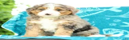 Mini Bernedoodle dogs for sale: Bingo - Ad 6