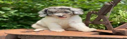 Standard Poodle dogs for sale: Zoey - Ad 4