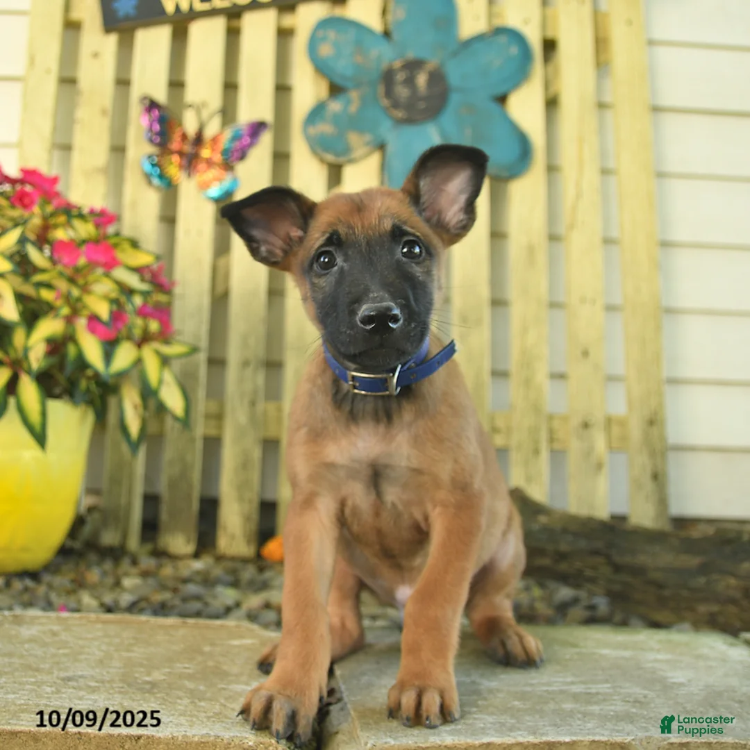 Belgian Malinois dogs for sale: Pablo  - Ad 21
