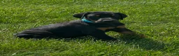Doberman Pinscher dogs for sale: Doberman Pinscher 5 - Ad 2