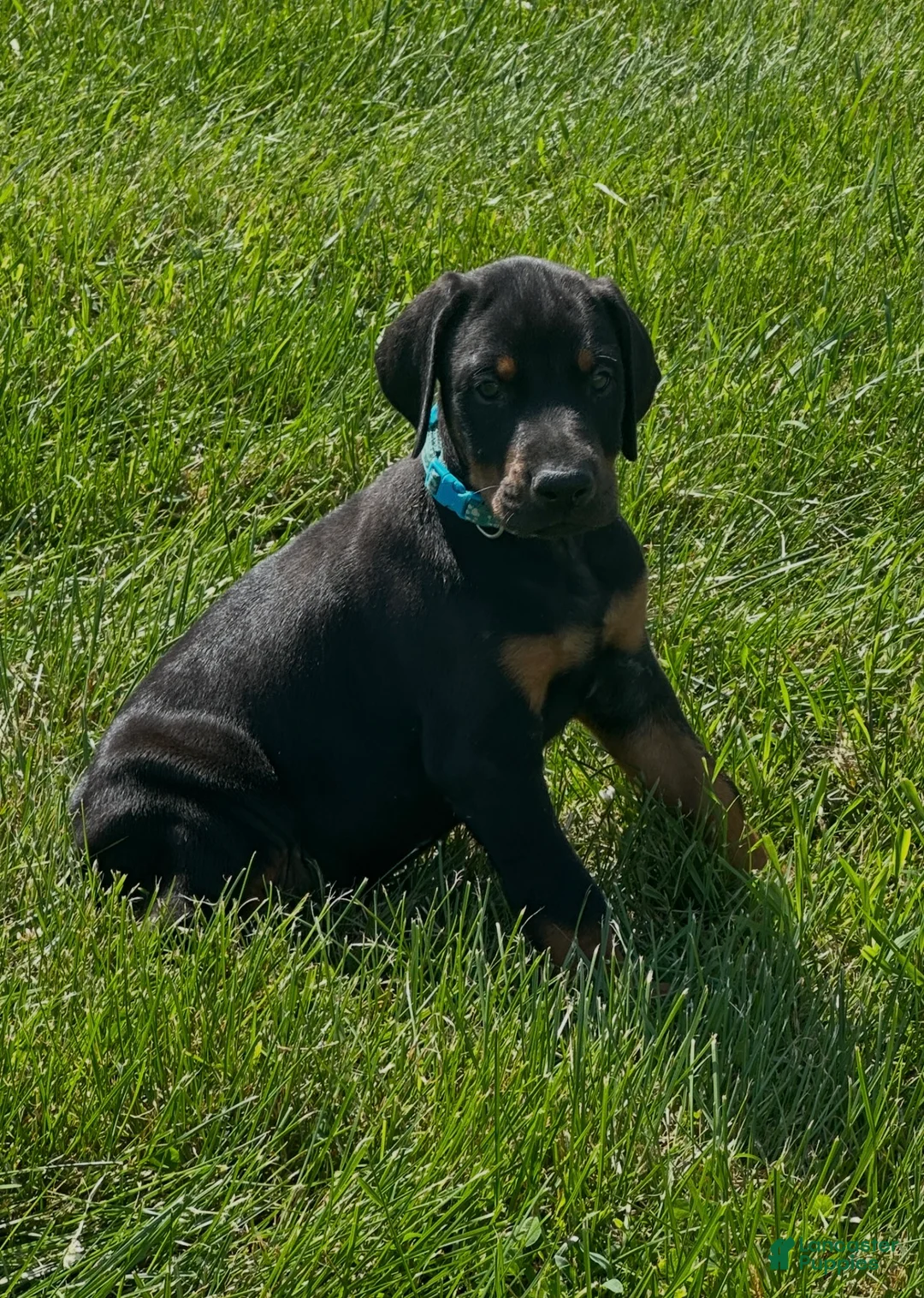 Doberman Pinscher dogs for sale: Doberman Pinscher 5 - Ad 2