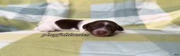 Miniature Dachshund dogs for sale: AKC Chocolate Piebald Female Long Haired Miniature Dachshund Puppy - Ad 8