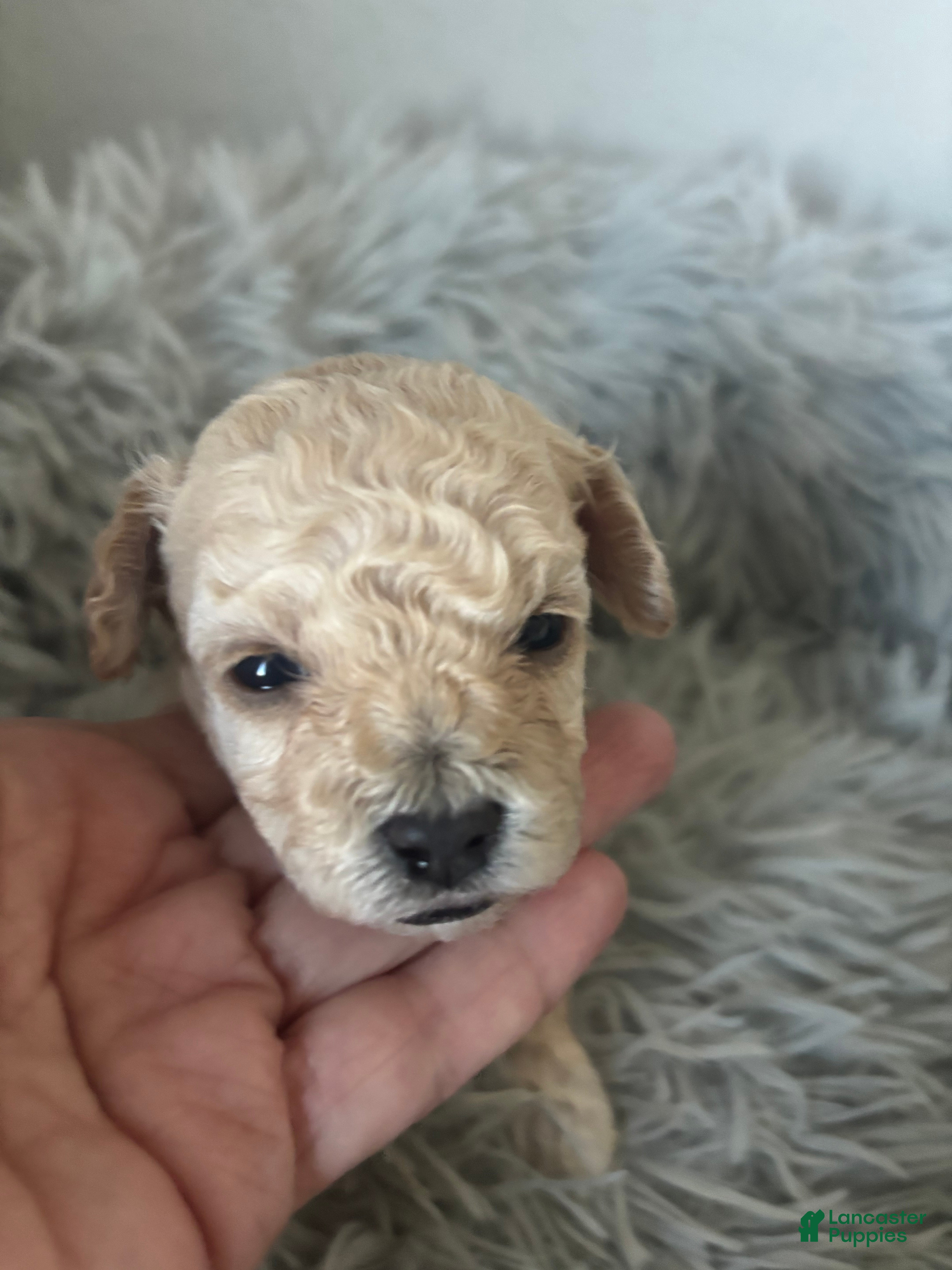Maltipoo dogs for sale: Luna - Ad 38