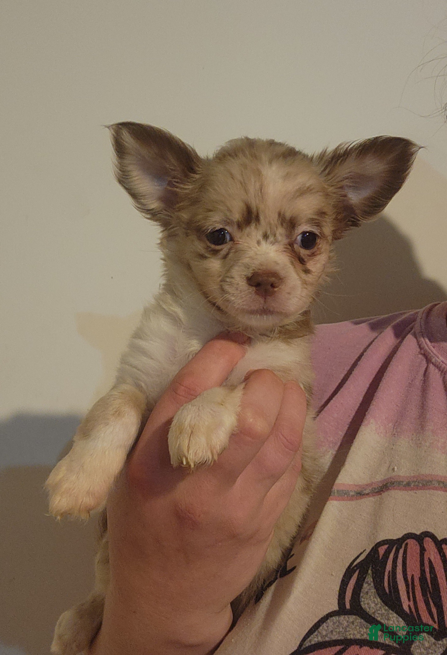 Chihuahua dogs BLONDIE - Ad 7