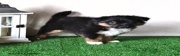 Miniature Australian Shepherd dogs for sale: Jaxon - Ad 4