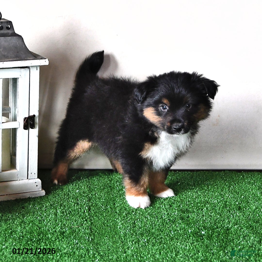 Miniature Australian Shepherd dogs for sale: Jaxon - Ad 4