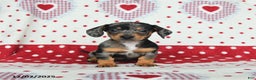 Miniature Dachshund dogs for sale: Winston - Ad 4
