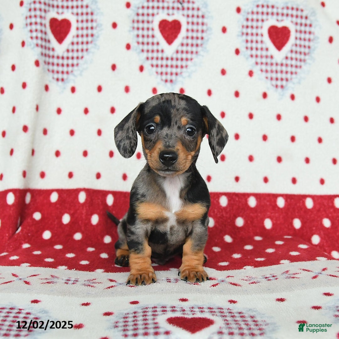 Miniature Dachshund dogs for sale: Winston - Ad 4