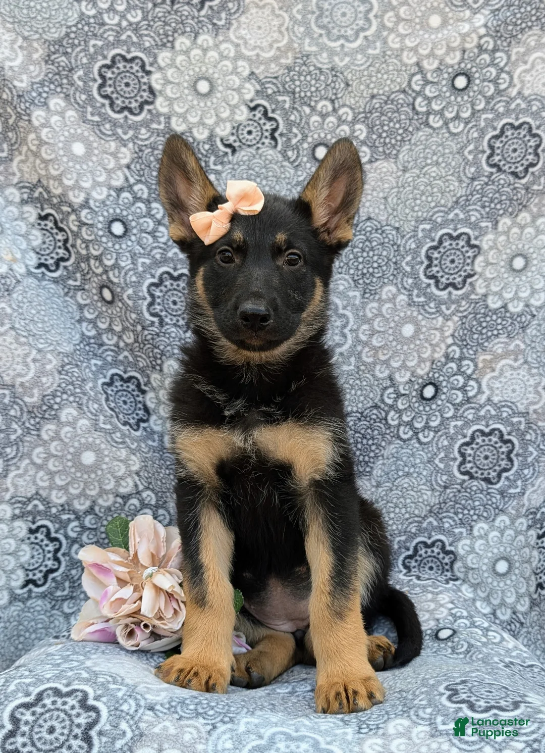 German Shepherd dogs for sale: Rylee - Ad 2