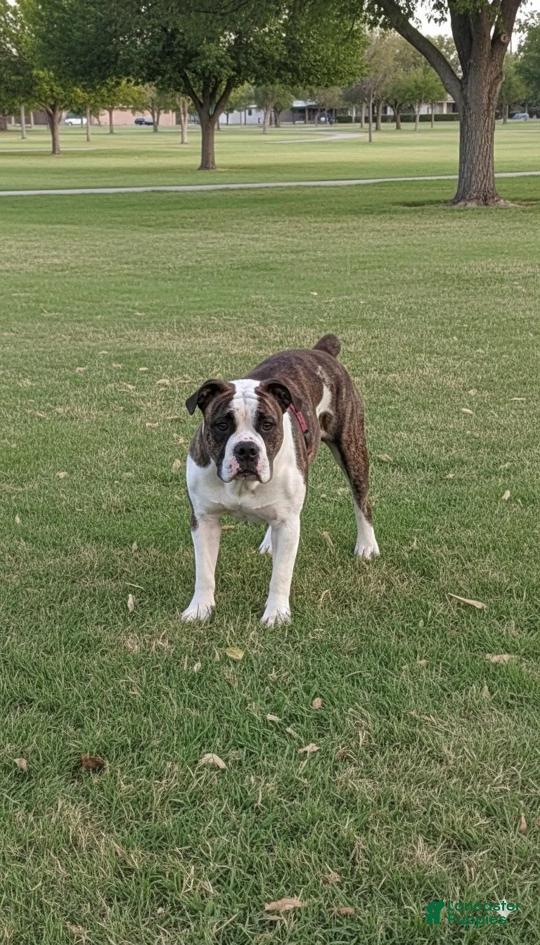 Olde English Bulldogge dogs for sale: Daisy - Ad 4